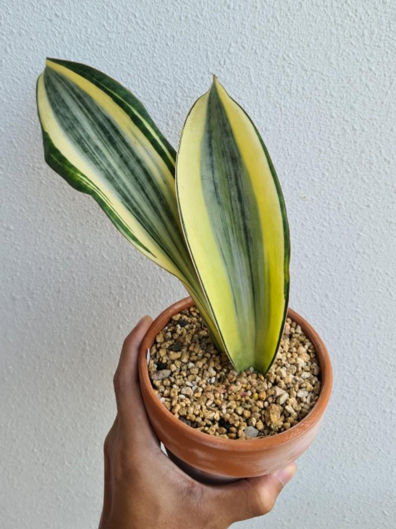 Sansevieria Masoniana Whale Fin Variegated White Furniture Home Living Gardening Plants Seeds On Carousell