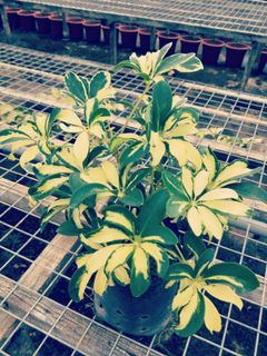 Variegated Plants Collection item 1