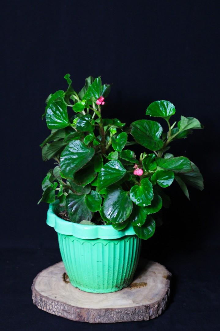 Wax Begonia (Category: Plants & Seeds) located in Taguig. Submitted by fernandcraft (Listing ID 1075491623, Image 2). Description: Wax Begonia can easily be identified by their very glossy; oval or ovate to broad oval green, bronze, or dark red leaves with many flowers. The flowers originate in small axillary clusters and are rose-red to white. It has been popular in gardens since the Victorian era, and it is one of the most common plants in comm