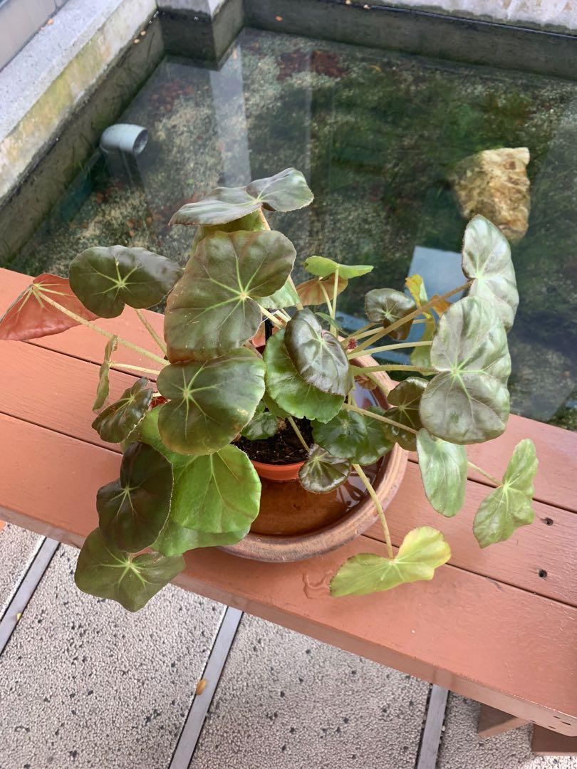 Begonia Erythrophylla, Furniture & Home Living, Gardening, Plants & Seeds  on Carousell