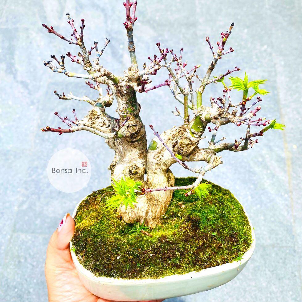 Reserved B Inc Japanese Lion S Head Shishigashira Maple Bonsai Tree Furniture Home Living Gardening Plants Seeds On Carousell