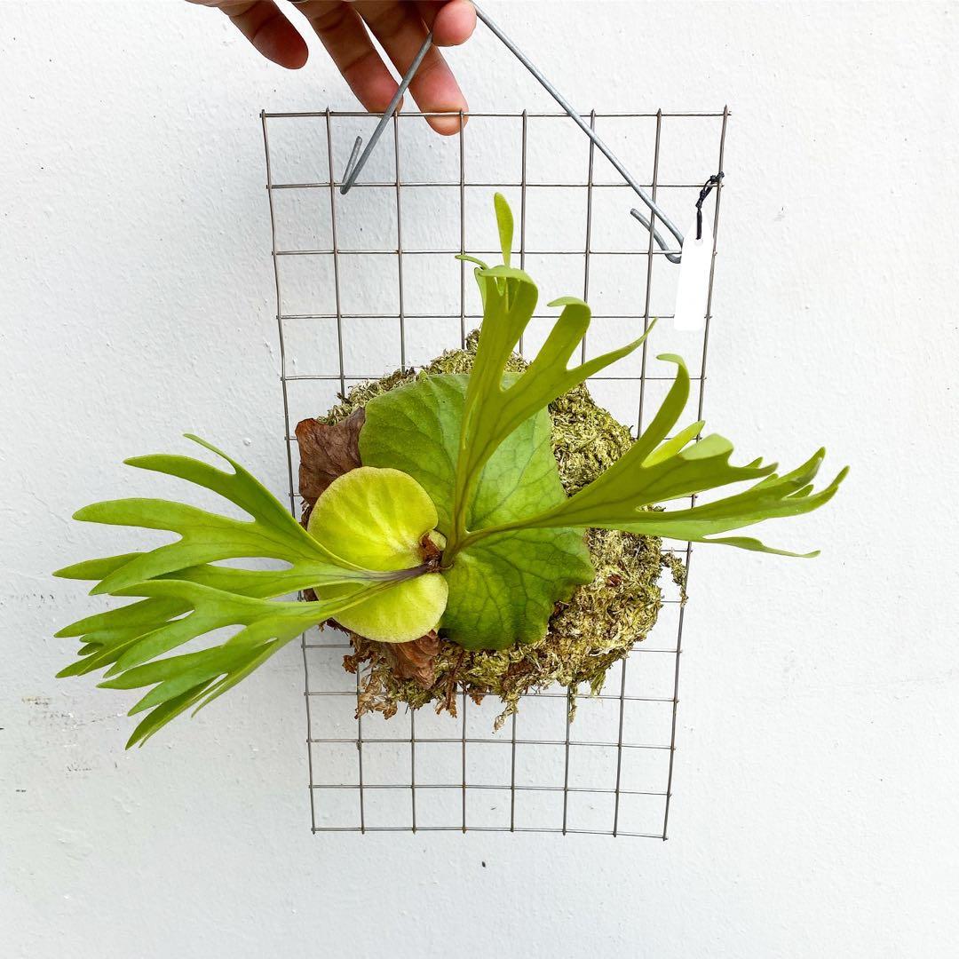 Staghorn Fern Dwarf Platycerium Kitshakood Thin Frond Plant Gardening Plants On Carousell