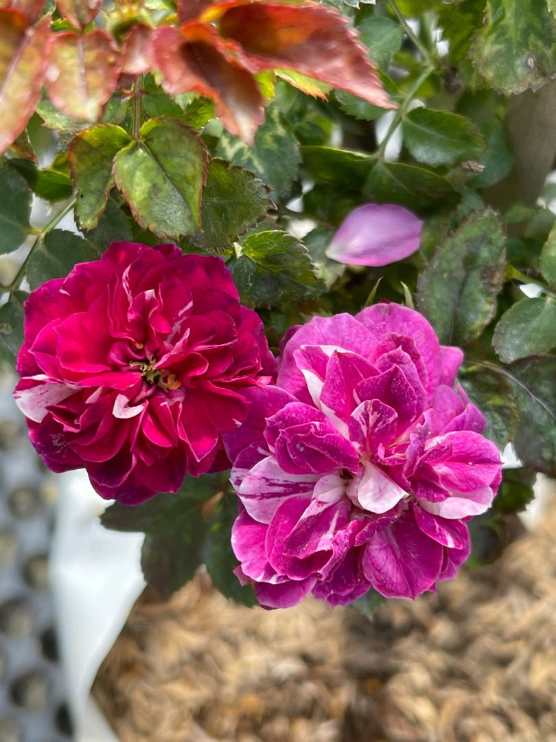 Scented jewel special I d rose Fragrant rose