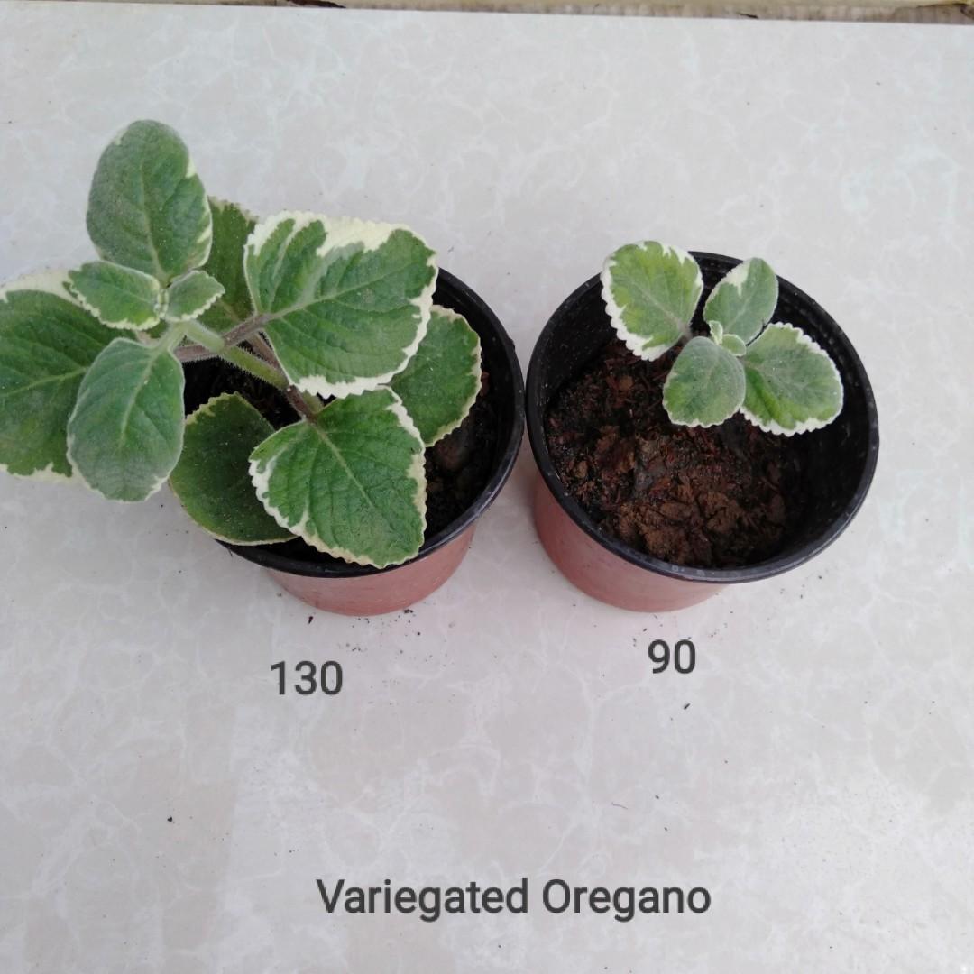 Variegated Oregano, Furniture & Home Living, Gardening, Plants & Seeds on  Carousell