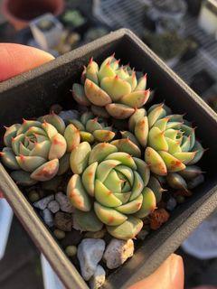 笨吧小苗多肉