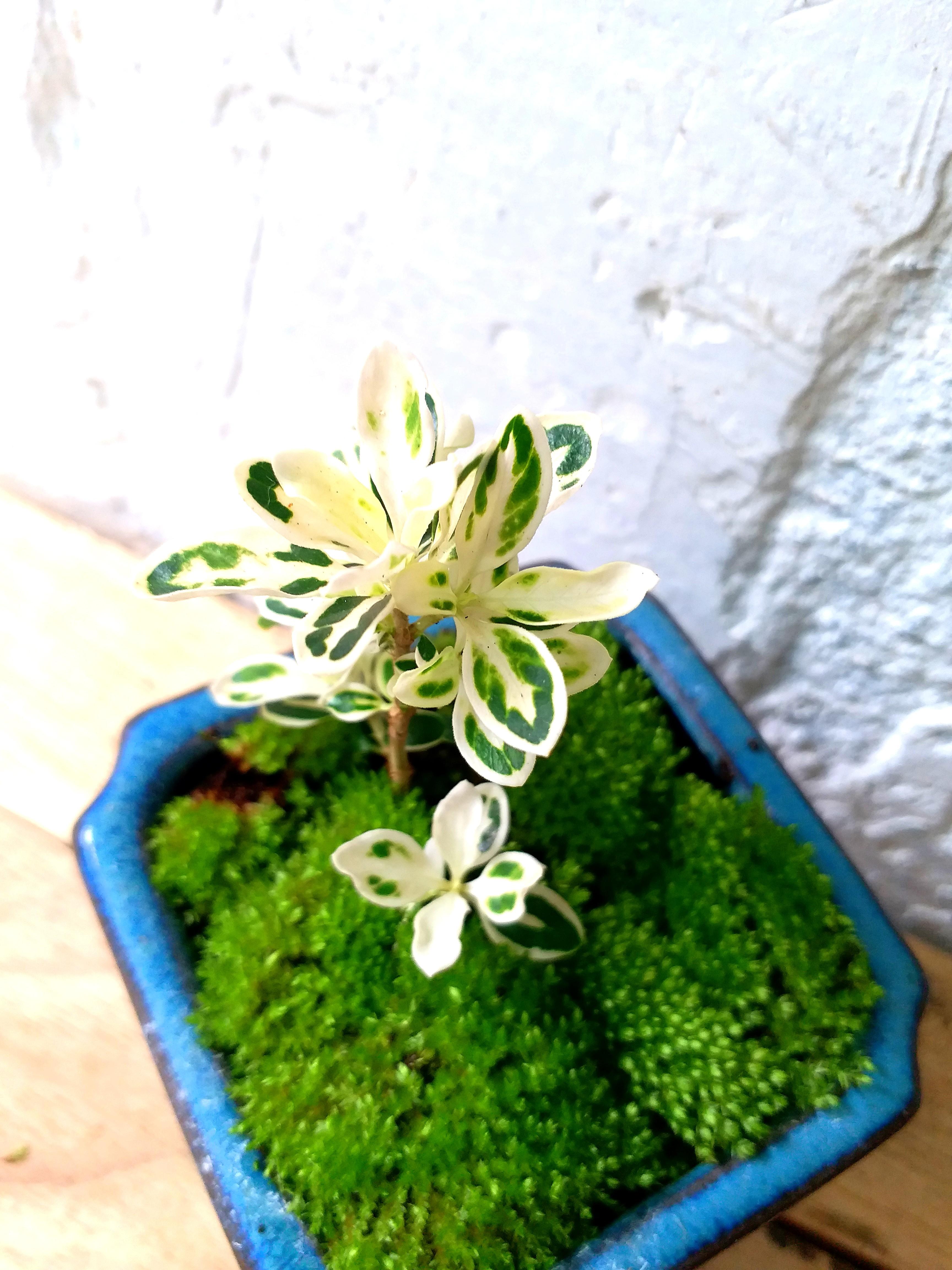 六月雪白邊會開白色花迷你盆景日本盆栽樹木連陶瓷花盆japan Bonsai Plant Indoor 傢俬 家居 Gardening Plants Carousell 六月雪白邊會開白色花迷你盆景日本盆栽樹木連陶瓷花盆japan Bonsai Plant Indoor 傢俬 家居 Gardening Plants Carousell