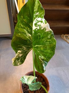 （分類：）位於 。 由 ronboss120 提交（商品編號 1076009671，圖片 1）。簡介： 。