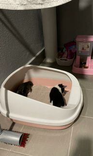 (Category: ) located in . Submitted by chuaali (Listing ID 1076026883, Image 1). Description: .