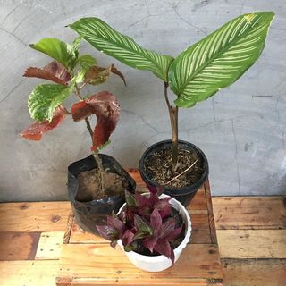 (Category: ) located in . Submitted by plantetc (Listing ID 1076063001, Image 1). Description: .