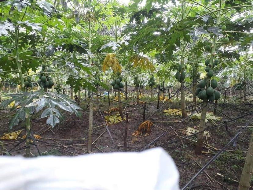 1.1 Hectares Farm Lot in Norzagaray Bulacan For Sale, Property, For