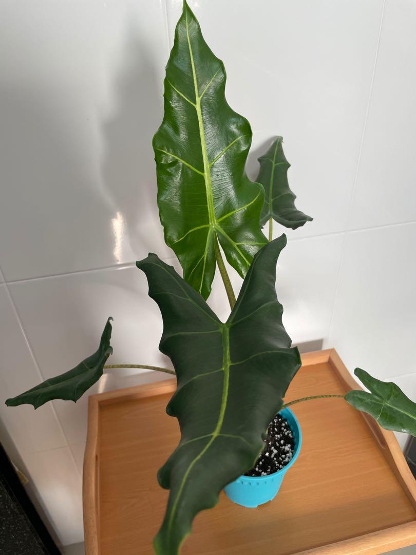 Alocasia Sarian, Furniture & Home Living, Gardening, Plants & Seeds on