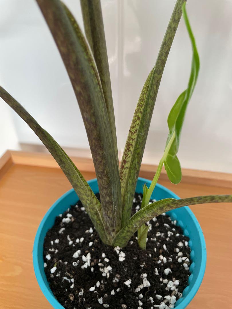 Alocasia Sarian, Furniture & Home Living, Gardening, Plants & Seeds on