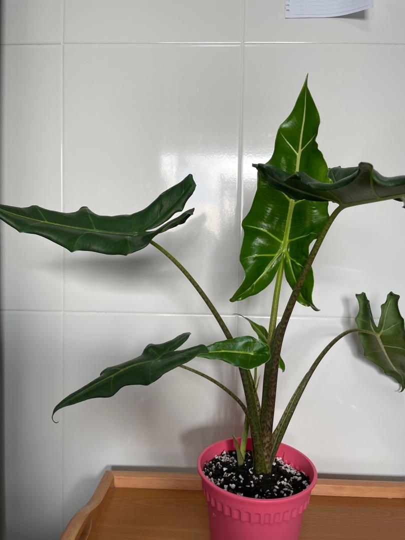 Alocasia Sarian, Furniture & Home Living, Gardening, Plants & Seeds on