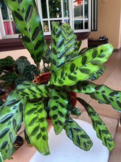 (Category: ) located in . Submitted by leplant (Listing ID 1076164948, Image 1). Description: .