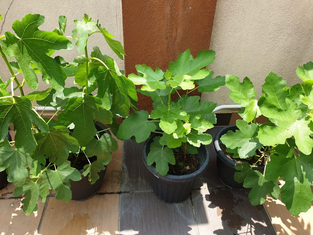 Fig Plant Anak Pokok Buah Tin Home Furniture Gardening On Carousell