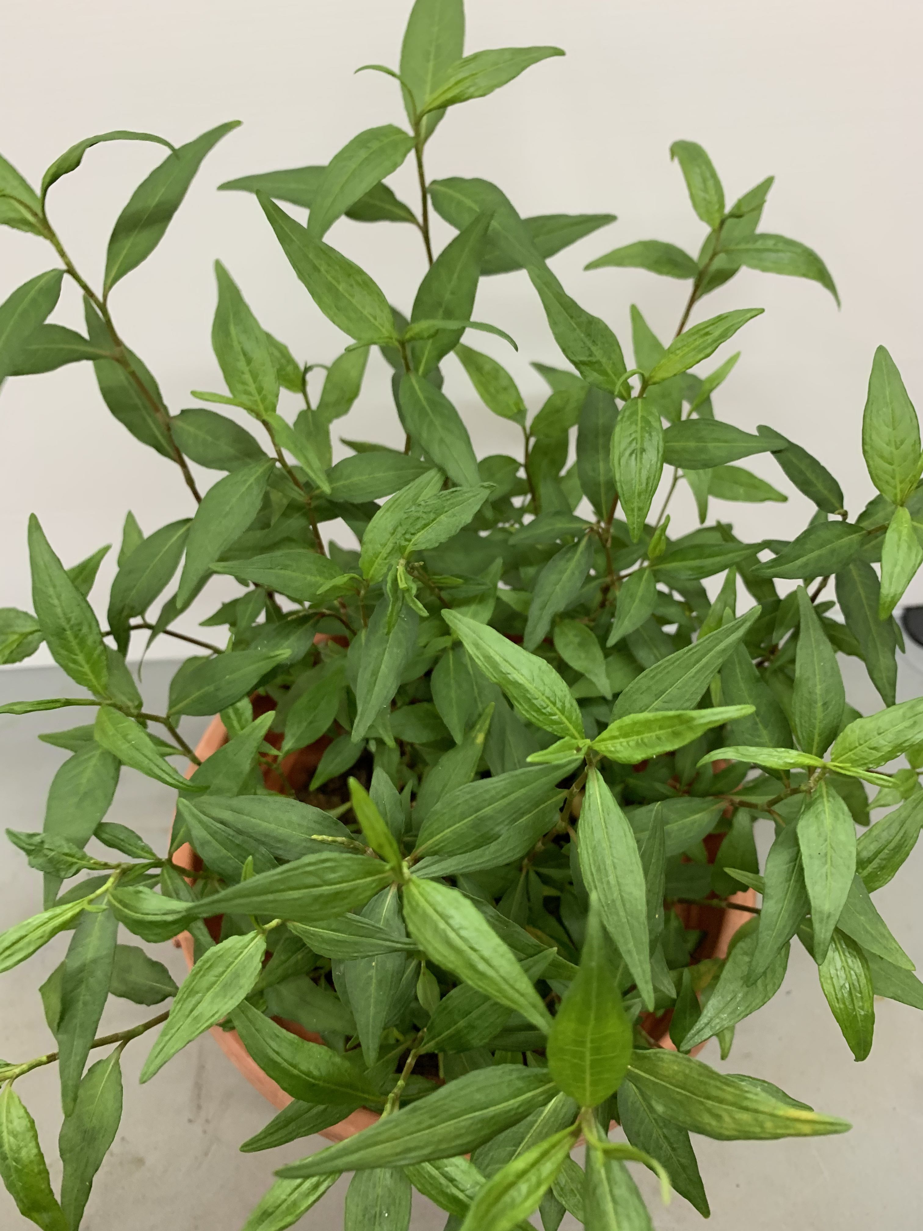 Laksa Leaf Plant / Vietnamese Coriander /叻沙叶, Furniture & Home Living