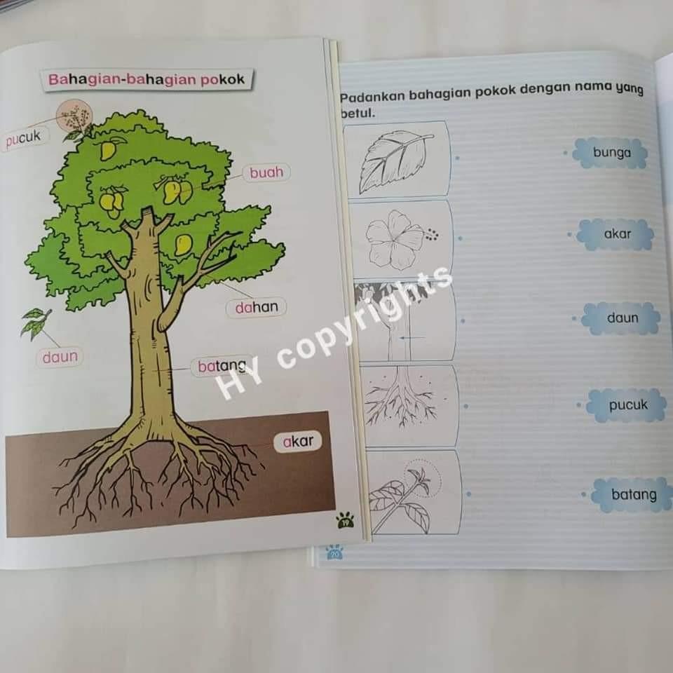 Batang pokok in english