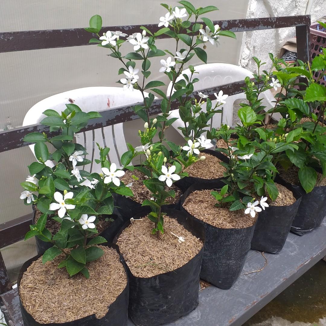 White angel outlet plant