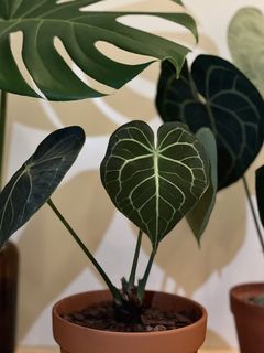（分類：）位於 。 由 joyofplant 提交（商品編號 1072622081，圖片 1）。簡介： 。