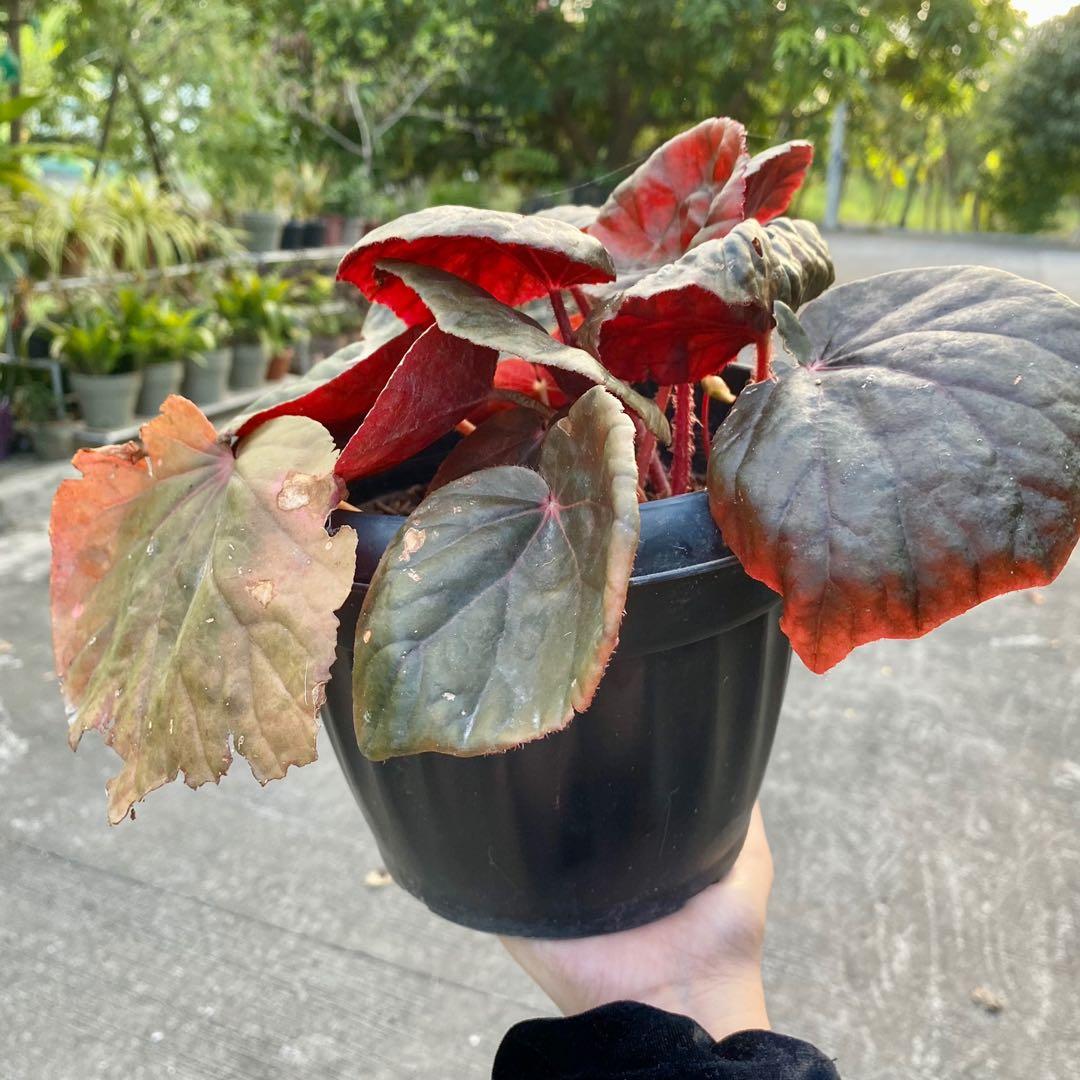 Begonia U497 plant, Furniture & Home Living, Gardening, Plants & Seeds on  Carousell