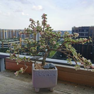 (Category: ) located in . Submitted by wucaibingfen (Listing ID 1072651392, Image 1). Description: .