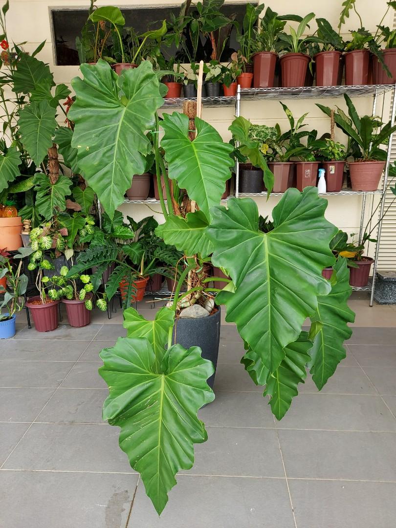 Rare Giant Philodendron Subincisum Home Furniture Gardening On Carousell