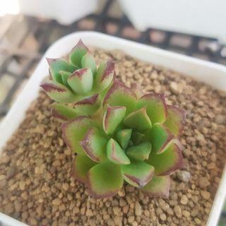 多肉植物 一物一拍 森之妖精 2吋盆 微根