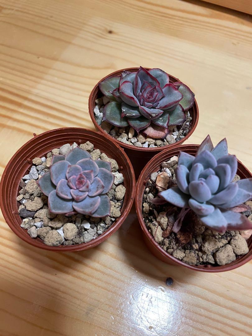 多肉植物獵戶座霜之朝初戀 傢俬 家居 園藝 植物及種子 Carousell