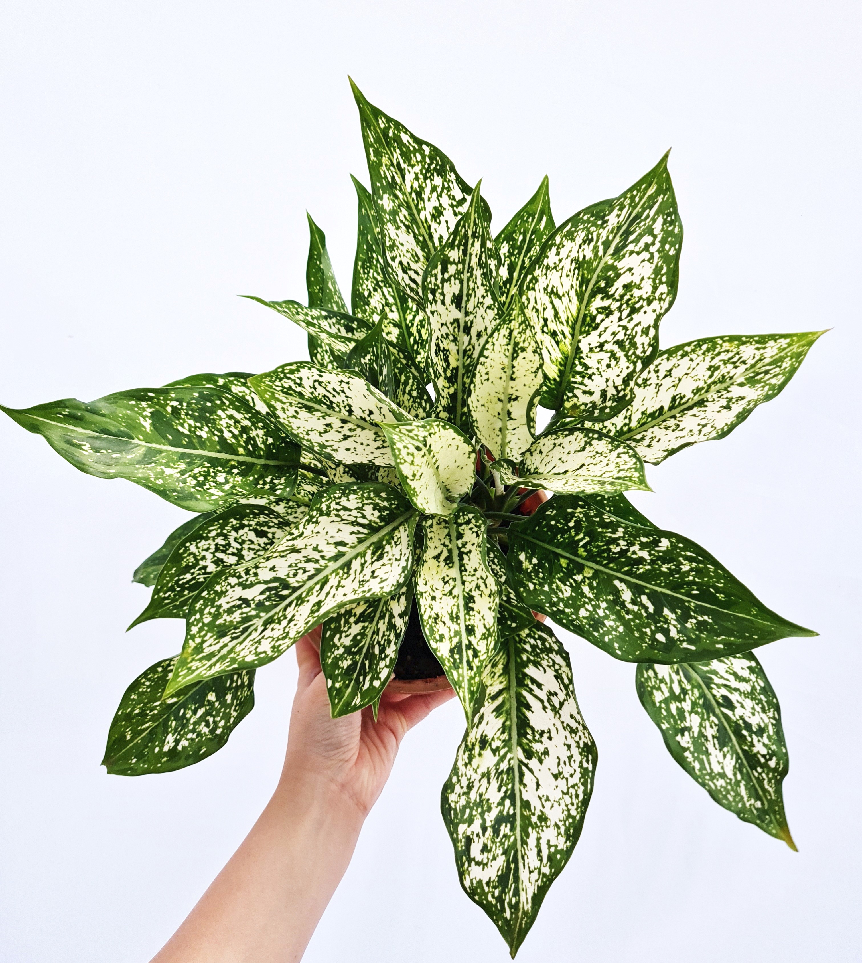 Aglaonema « White Dalmation »