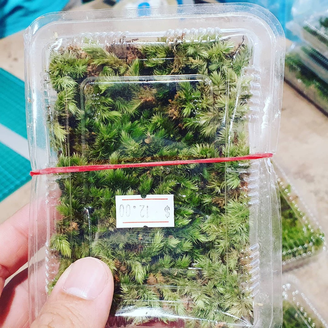 Foxtail moss, Furniture & Home Living, Gardening, Plants & Seeds on ...