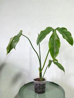 Philodendron barrosoanum