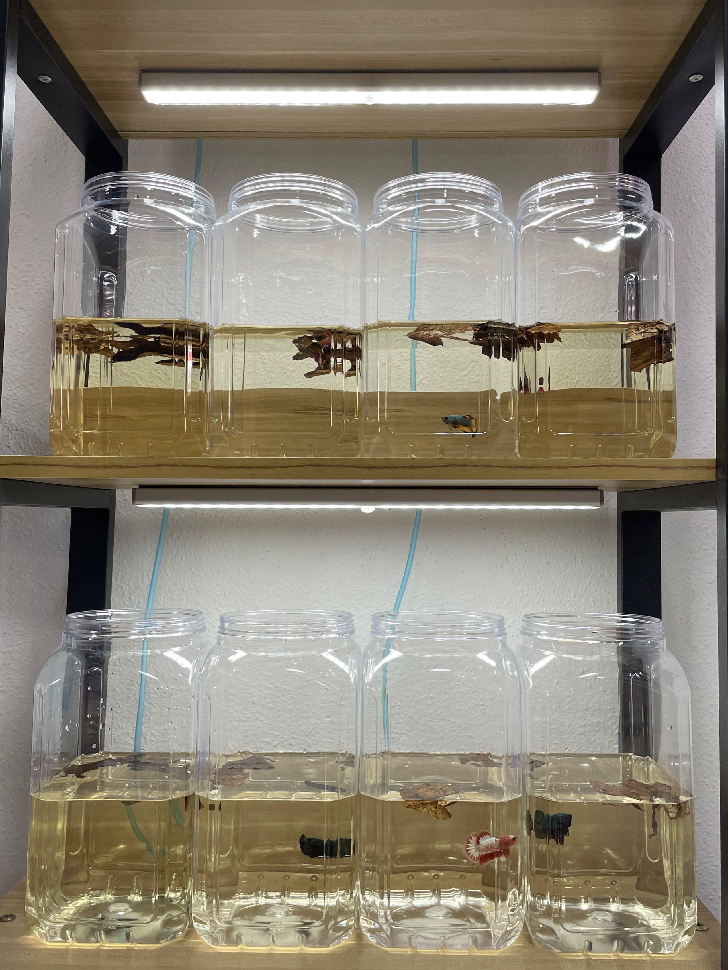 Betta Rack Pet Supplies Homes Other Pet Accessories on Carousell