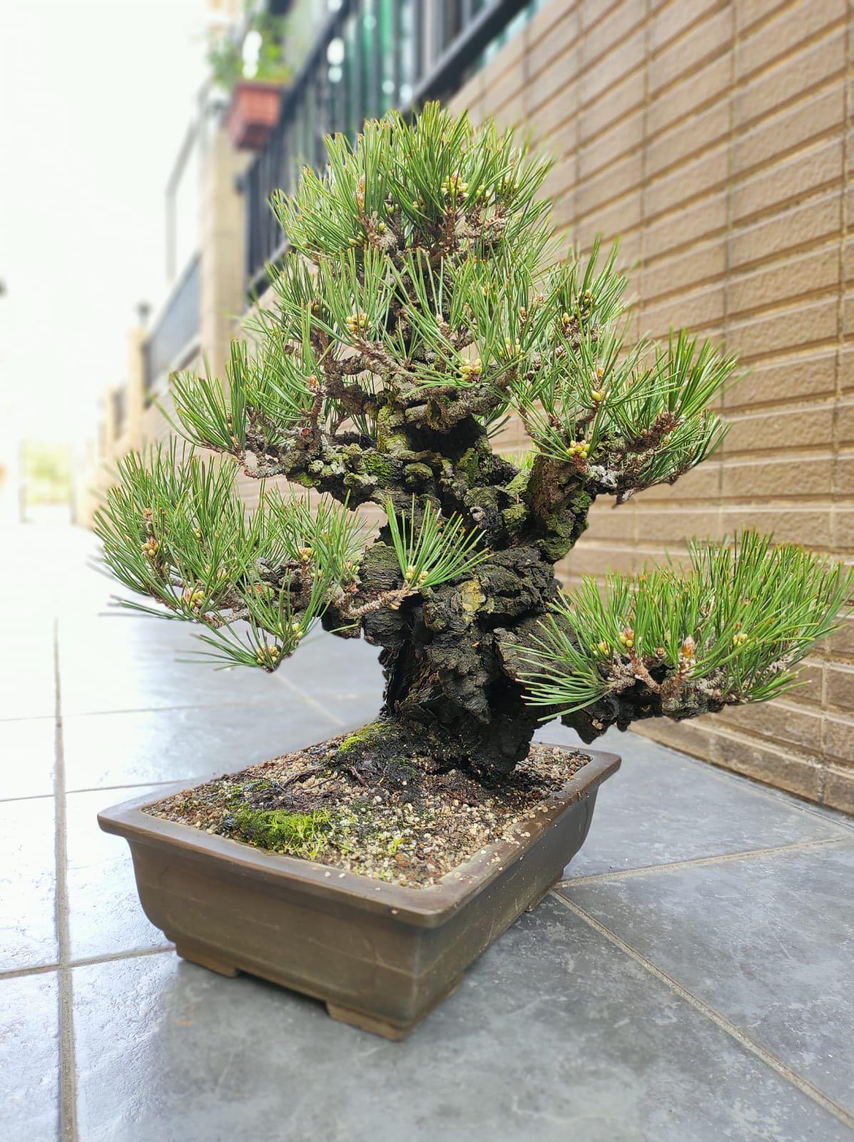 曰本直送 遊行庵 50年古樹錦松盆景 日本黑松真柏盆景松柏盆栽 傢俬 家居 Gardening Plants Carousell