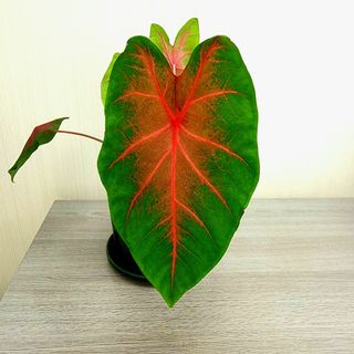 （分類：）位於 。 由 plantsclara 提交（商品編號 1076016850，圖片 1）。簡介： 。