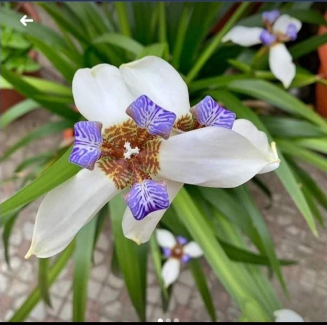 室外植物 Walking Iris Plant (Easy to grow) with buds, 傢俬＆家居, Gardening