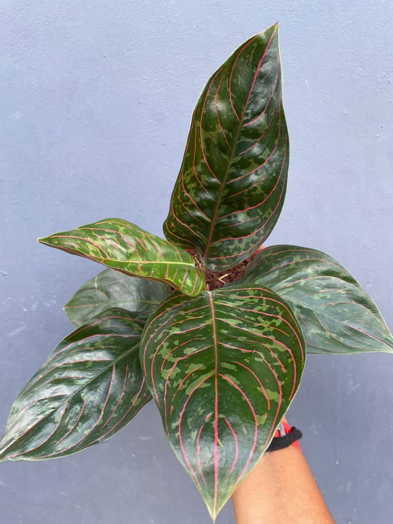 Aglaonema Pictum X Rotundum Home Furniture Gardening On Carousell