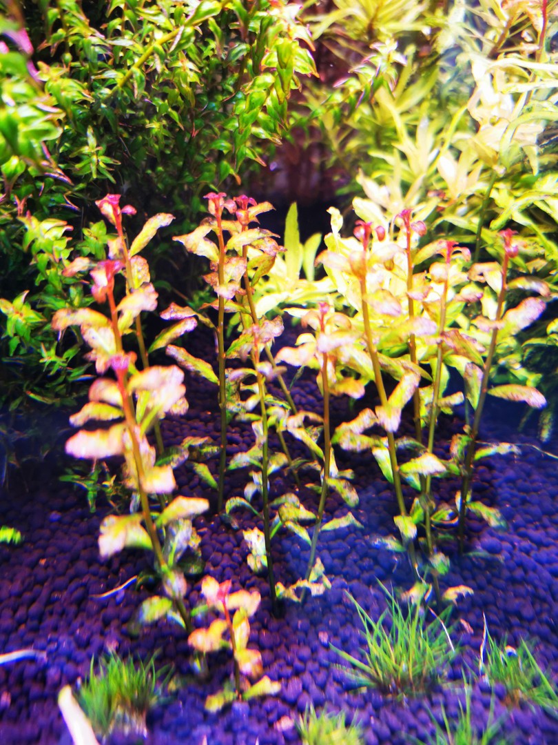 Aquatic plants for sale., Furniture & Home Living, Gardening, Plants