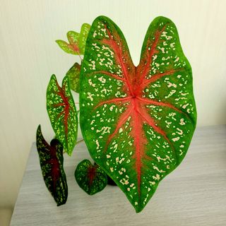 （分類：）位於 。 由 plantsclara 提交（商品編號 1076017406，圖片 1）。簡介： 。