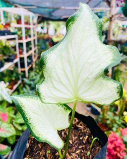 Epipremnum Aurea Variegated for sale at Plant Petite. — Plant Petite