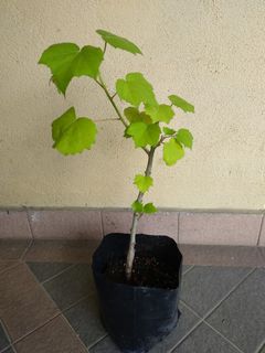 (Category: ) located in . Submitted by newplant (Listing ID 1069015241, Image 1). Description: .