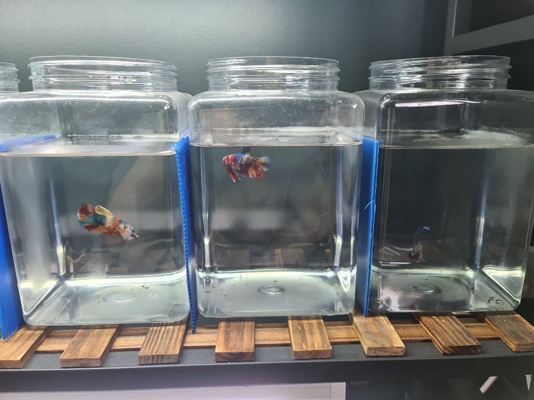 betta fish in bottle