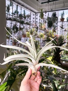 (Category: ) located in . Submitted by sgfloraandfauna (Listing ID 1076707417, Image 1). Description: .