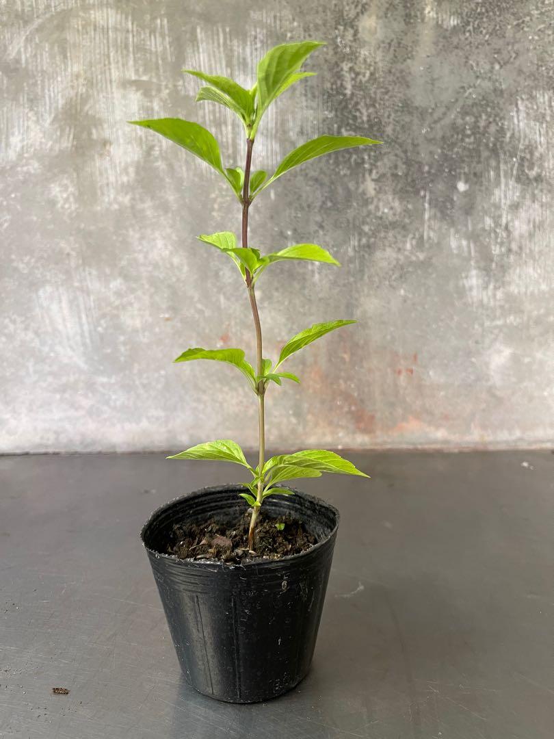Thai Basil (Category: Plants & Seeds) located in Paranaque City. Submitted by anacoritasgarden (Listing ID 1076680731, Image 1). Description: Mode of Payment: GCash or BDO.
