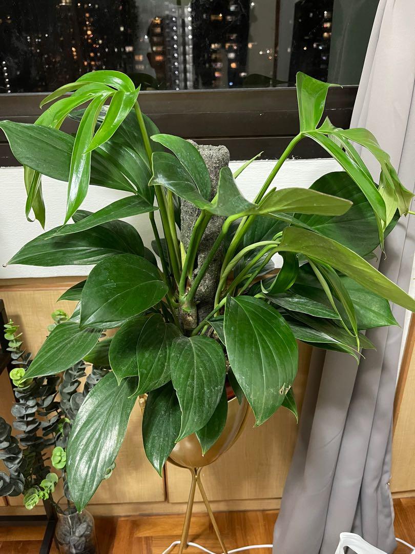 philodendron gloriosum x asplundii Philodendron "Glorious" (Melanochrysum X Gloriosum)