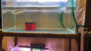 (Category: ) located in . Submitted by nicchee7785 (Listing ID 1076916747, Image 1). Description: .