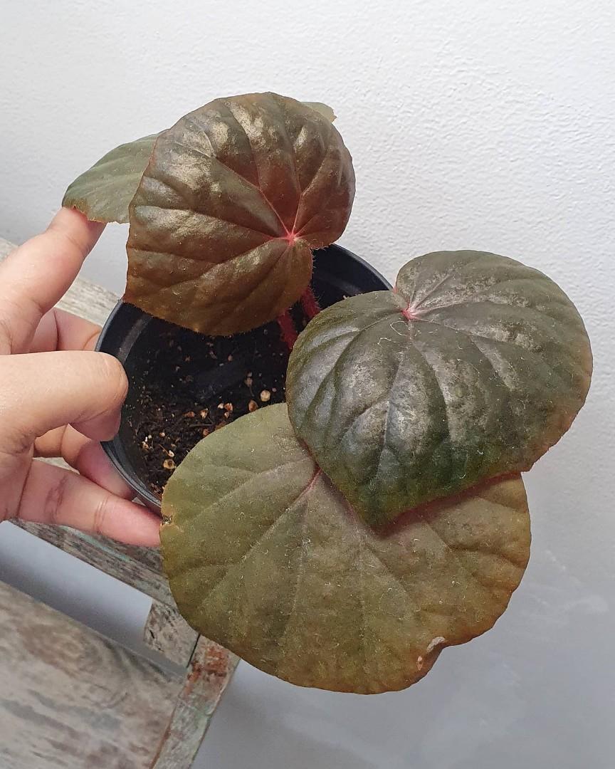 Begonia U497 Furniture Home Living Gardening Plants Seeds On Carousell