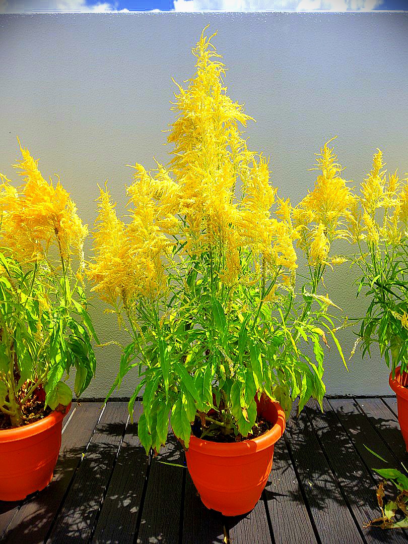 Cockscomb Plumosa Celosia Argentea Flower Plant Dragons Breath Gardening Plants On Carousell