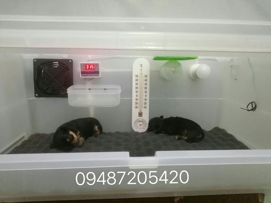 Incubator for newborn puppies and kittens, Pet Supplies, Homes & Other