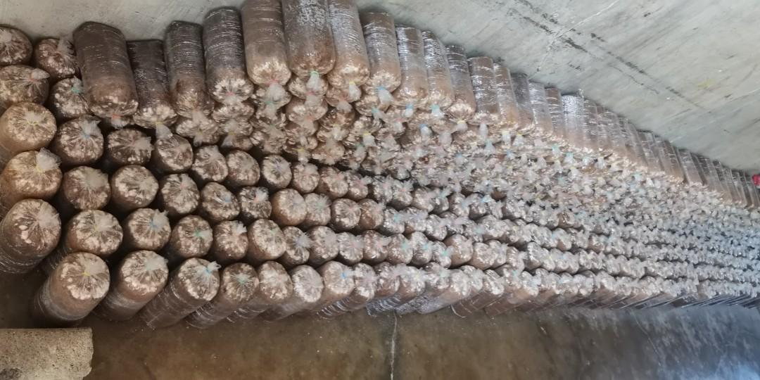 Mushroom fruiting bag for sale philippines hot sale