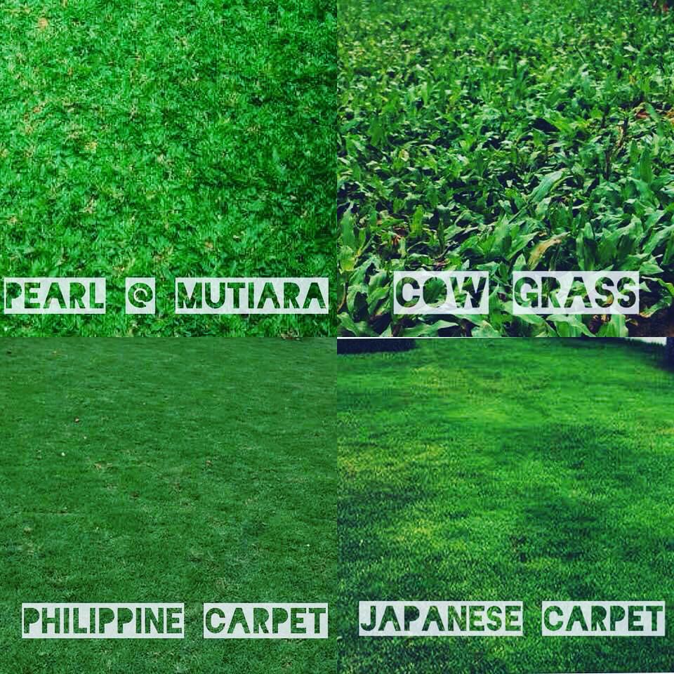 Rumput hidup, Home u0026 Furniture, Gardening on Carousell